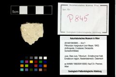 Foto (Objekt + Etikett) von Pithonoton marginatum (von Meyer, 1842)  (NHMW-GEO-2014-0194-0845)